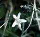 [Floare de Colti]
